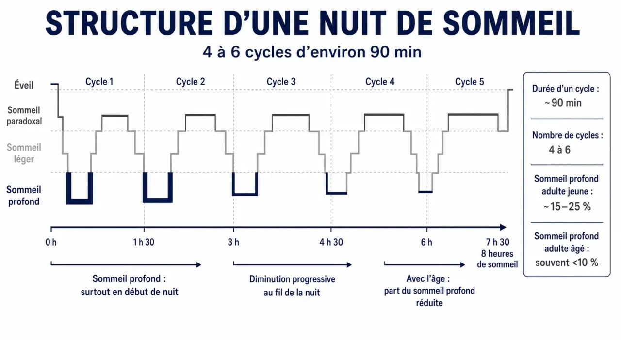 Infographie sur le peu de sommeil profond : cycles du sommeil et place du sommeil profond dans la nuit